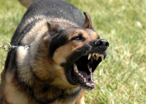 canine security